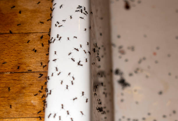 Best Pest Removal Services  in Keuka Park, NY